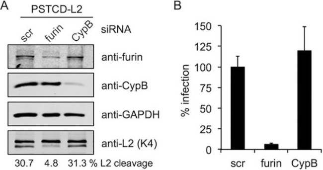 Furin Antibody in Western Blot (WB)