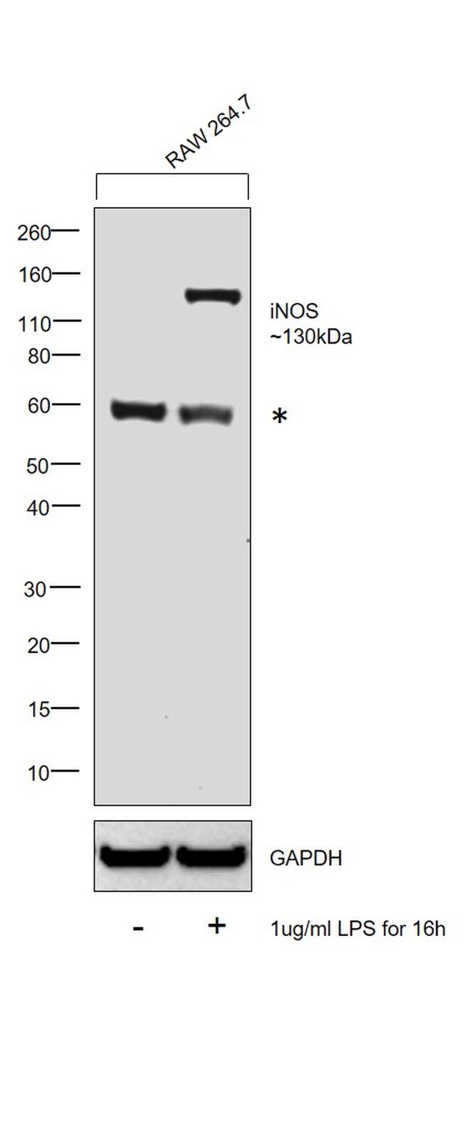 iNOS Antibody in Western Blot (WB)