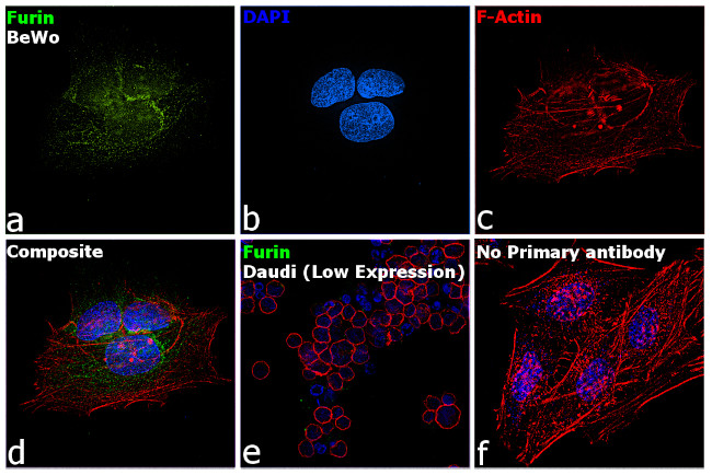 Furin Antibody