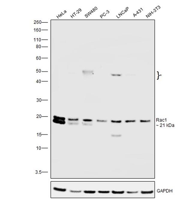 RAC1 Antibody in Western Blot (WB)