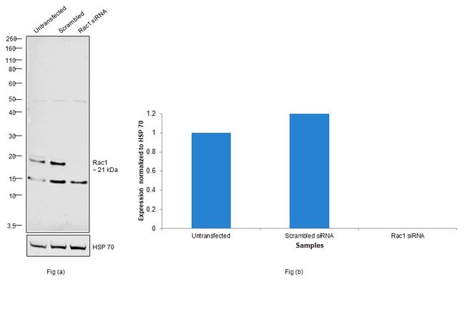 RAC1 Antibody in Western Blot (WB)