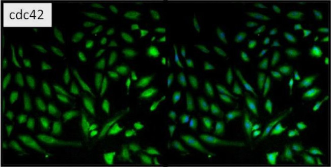 Cdc42 Antibody in Immunocytochemistry (ICC/IF)