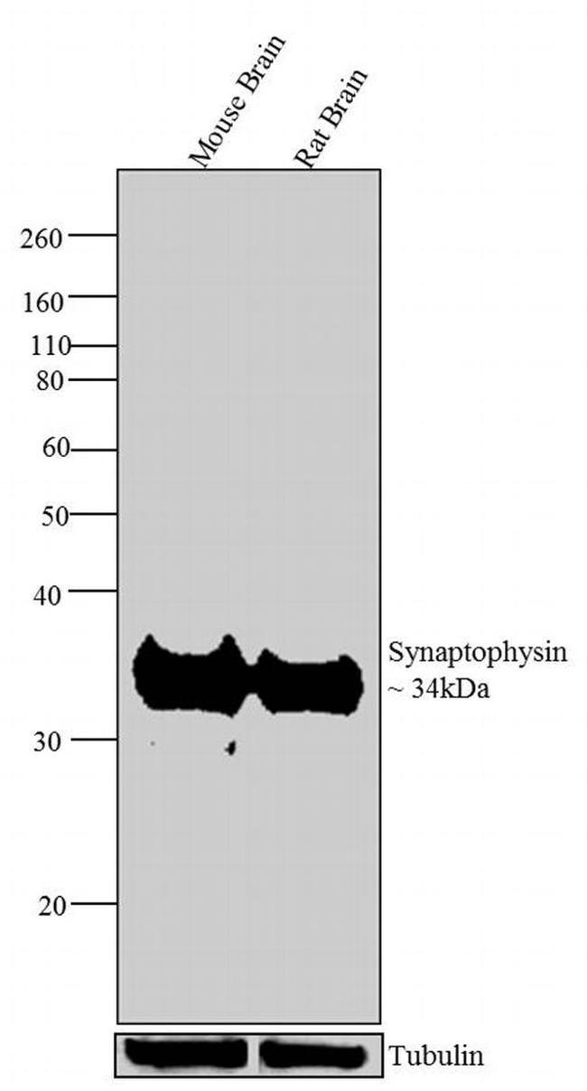 Synaptophysin Antibody in Western Blot (WB)