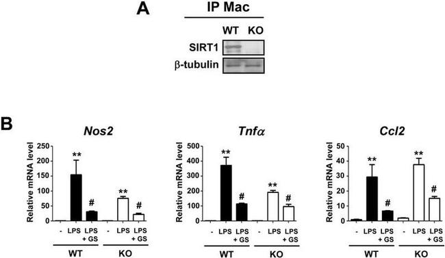 beta Tubulin Antibody in Western Blot (WB)