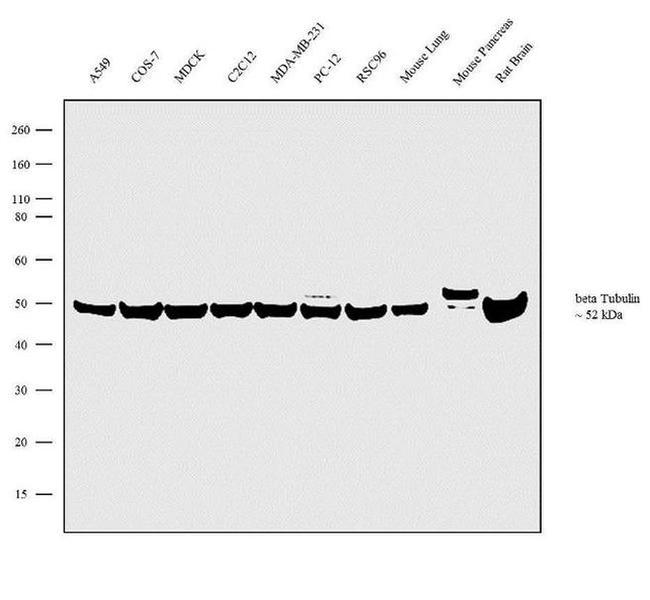 beta Tubulin Antibody in Western Blot (WB)