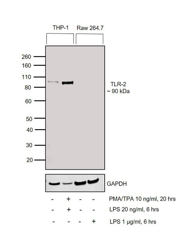 TLR2 Antibody