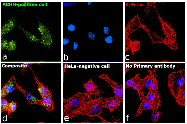 TIM-1 Antibody