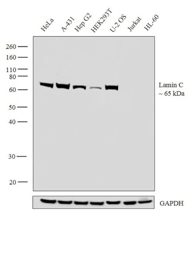 Lamin C Antibody