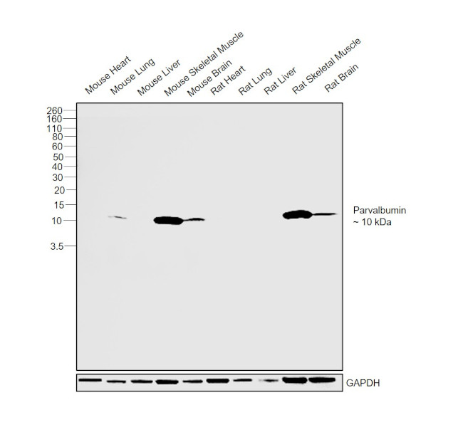 Parvalbumin Antibody