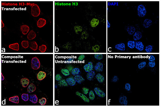 Myc Tag Antibody in Immunocytochemistry (ICC/IF)