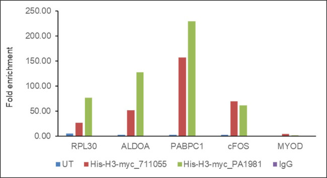 Myc Tag Antibody in ChIP Assay (ChIP)