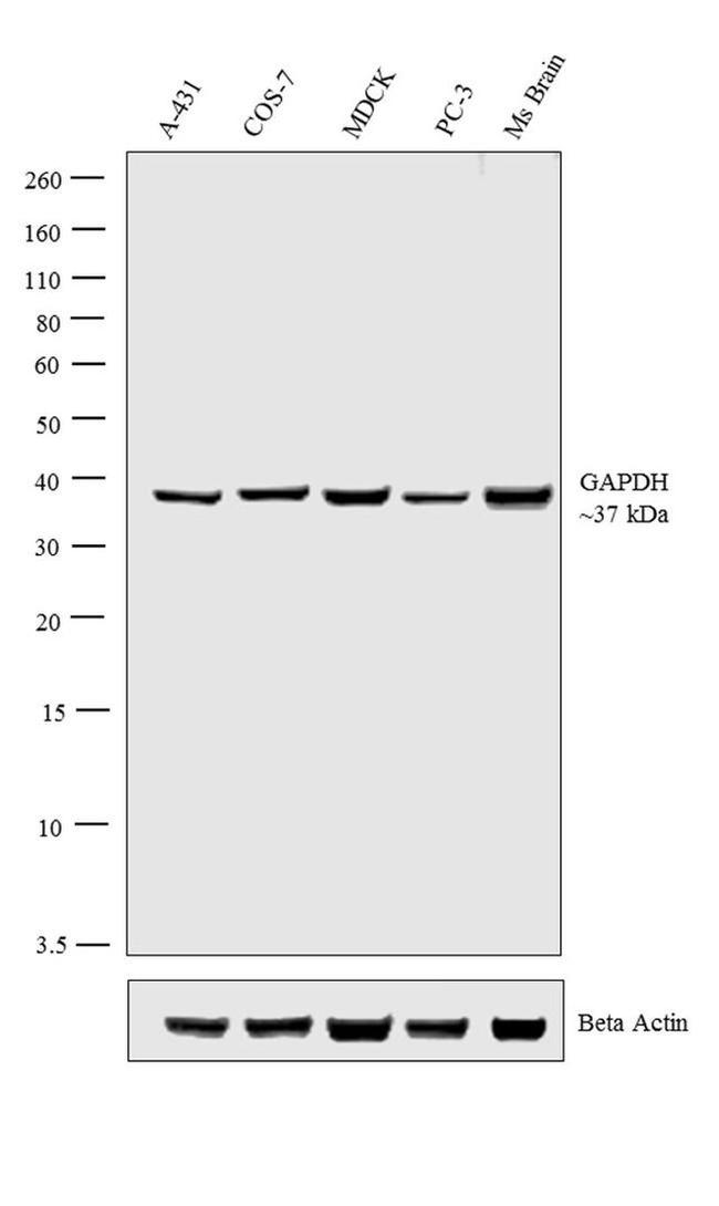 GAPDH Antibody in Western Blot (WB)