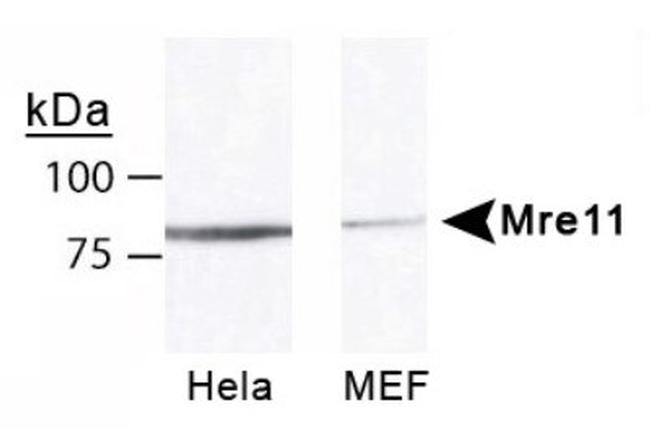 MRE11 Antibody in Western Blot (WB)