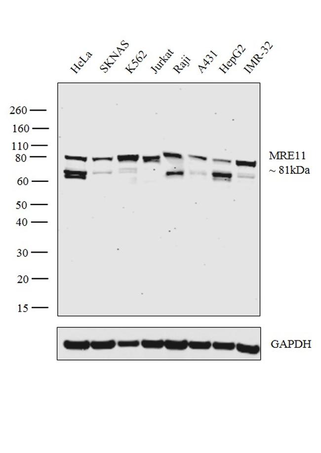 MRE11 Antibody in Western Blot (WB)