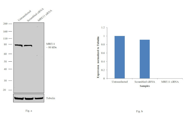 MRE11 Antibody