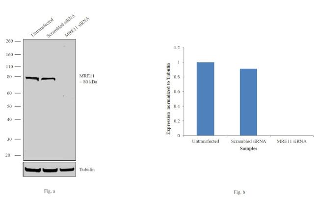 MRE11 Antibody in Western Blot (WB)