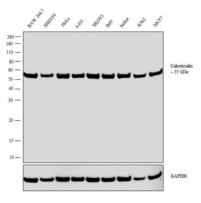 Calreticulin Antibody in Western Blot (WB)