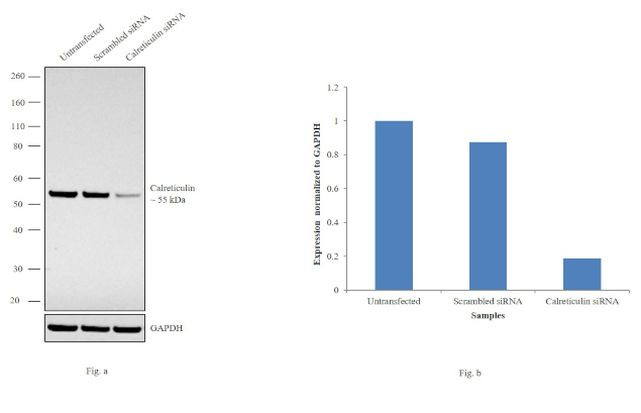 Calreticulin Antibody