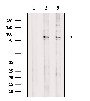 SEMA4A Antibody in Western Blot (WB)