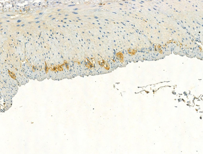 Phospho-eNOS (Ser1177) Antibody in Immunohistochemistry (Paraffin) (IHC (P))