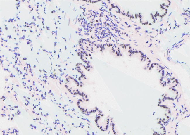 Phospho-GATA2 (Ser192) Antibody in Immunohistochemistry (Paraffin) (IHC (P))