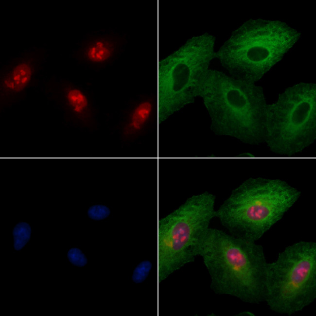 c-MAF Antibody in Immunocytochemistry (ICC/IF)