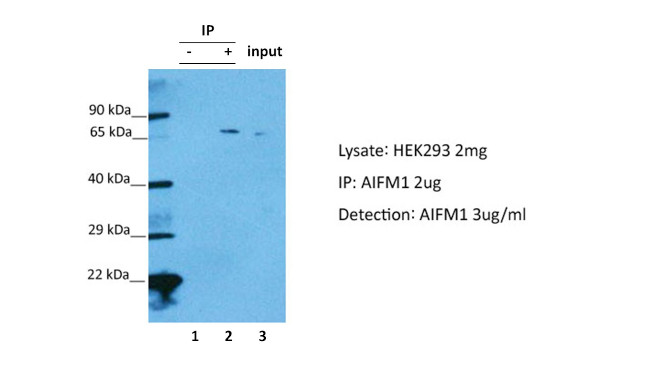 AIF Antibody in Immunoprecipitation (IP)