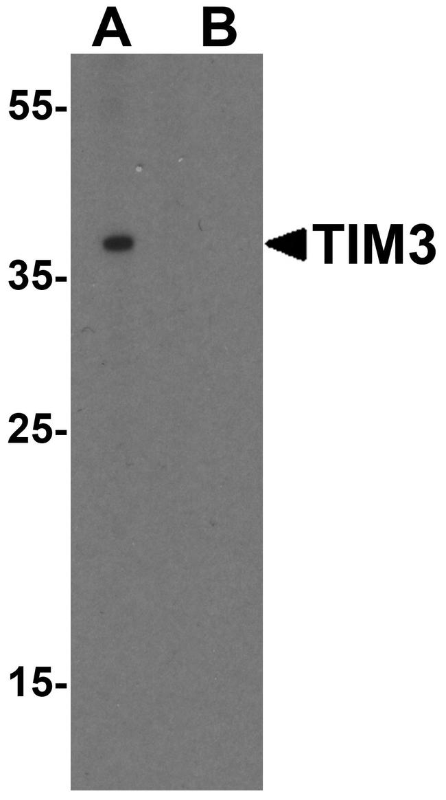 TIM-3 Antibody in Western Blot (WB)