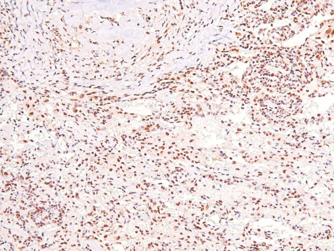 Phospho-Caveolin 2 (Ser36) Antibody in Immunohistochemistry (Paraffin) (IHC (P))