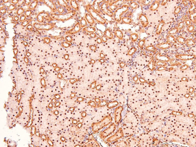 Phospho-Caveolin 2 (Ser36) Antibody in Immunohistochemistry (Paraffin) (IHC (P))