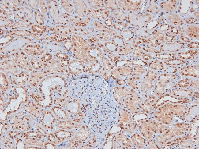 Phospho-Caveolin 2 (Ser36) Antibody in Immunohistochemistry (Paraffin) (IHC (P))