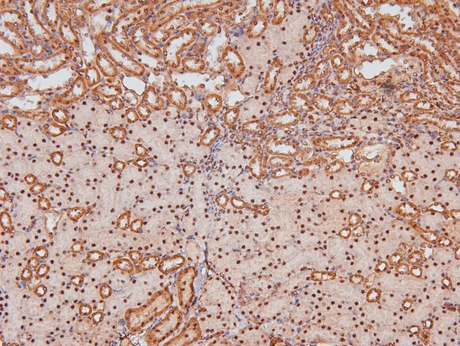 Phospho-Caveolin 2 (Ser36) Antibody in Immunohistochemistry (Paraffin) (IHC (P))