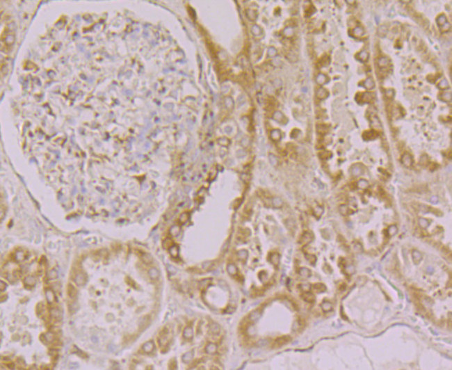 Calnexin Antibody in Immunohistochemistry (Paraffin) (IHC (P))