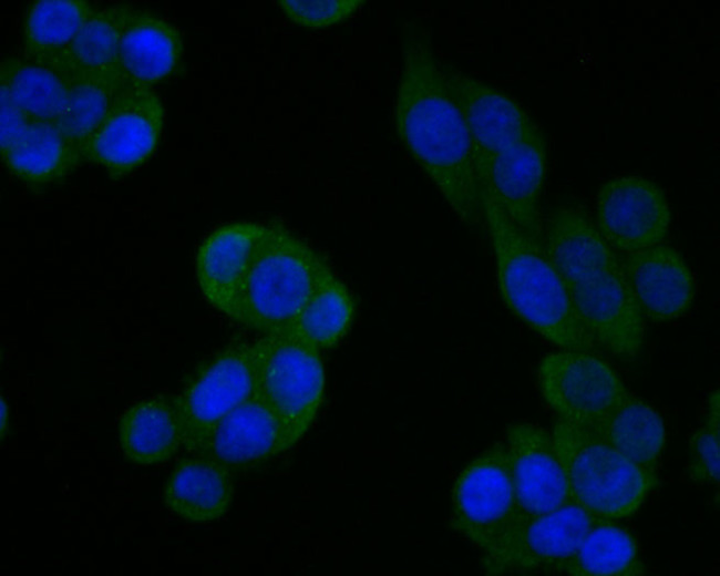 JNK2 Antibody in Immunocytochemistry (ICC/IF)