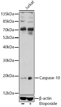 Caspase 10 Antibody in Western Blot (WB)