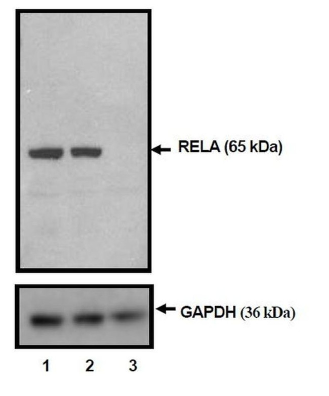 NFkB p65 Antibody