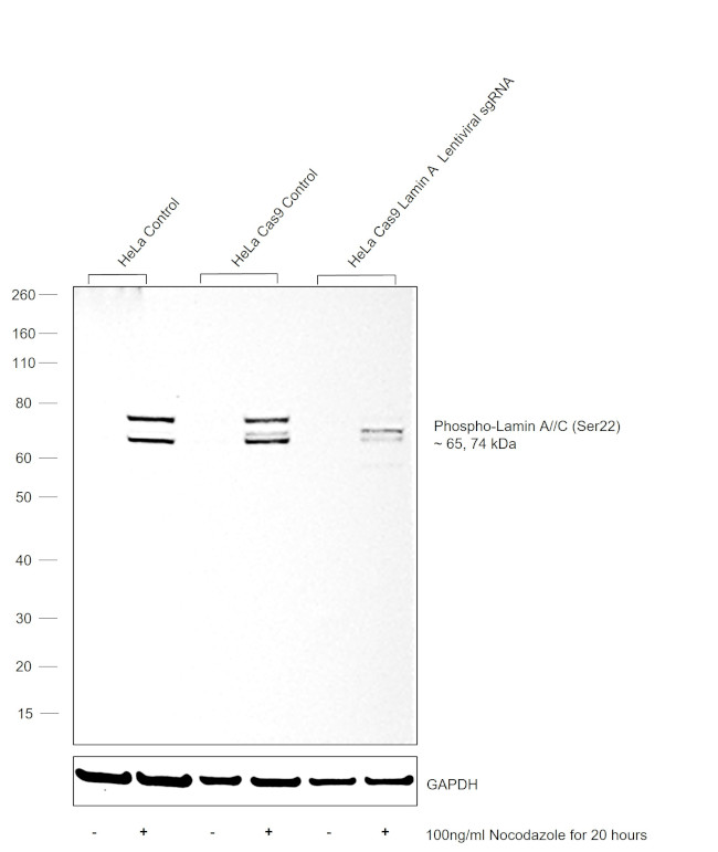 Phospho-Lamin A/C (Ser22) Antibody