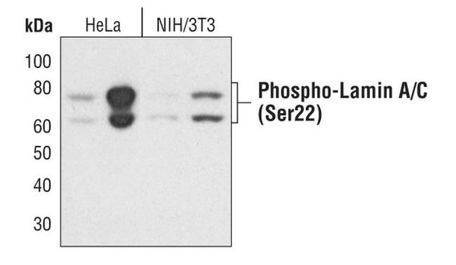 Phospho-Lamin A/C (Ser22) Antibody in Western Blot (WB)