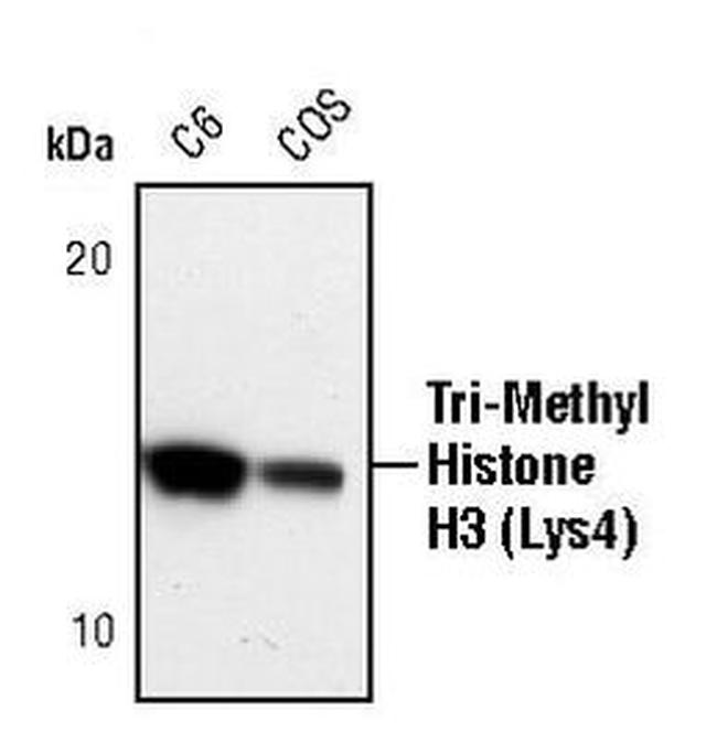 H3K4me3 Antibody in Western Blot (WB)