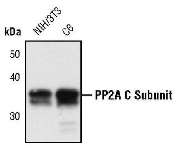 PP2A alpha Antibody in Western Blot (WB)