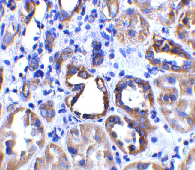 ACE2 Antibody in Immunohistochemistry (Paraffin) (IHC (P))