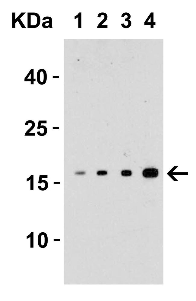 TWEAK Antibody in Western Blot (WB)