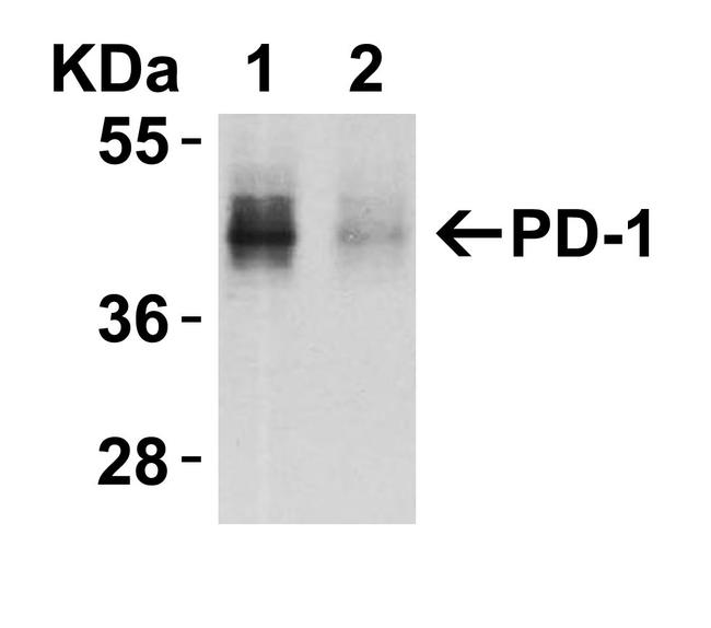 PD-1 Antibody in Western Blot (WB)