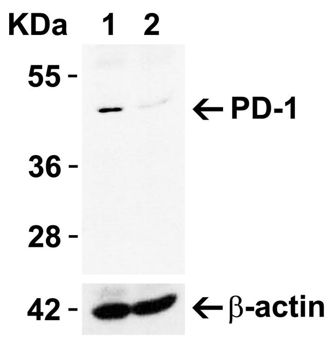 PD-1 Antibody in Western Blot (WB)