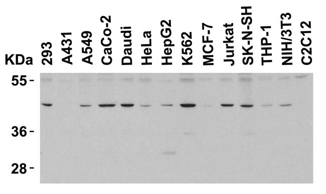 PD-1 Antibody in Western Blot (WB)