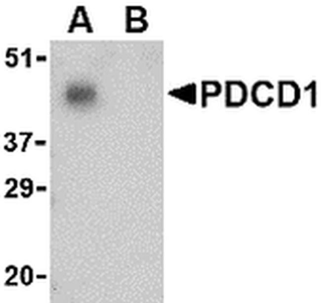 PD-1 Antibody in Western Blot (WB)