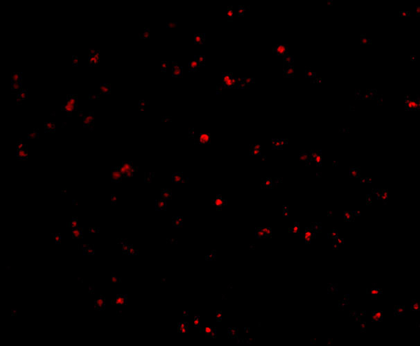 IFN beta Antibody in Immunocytochemistry (ICC/IF)