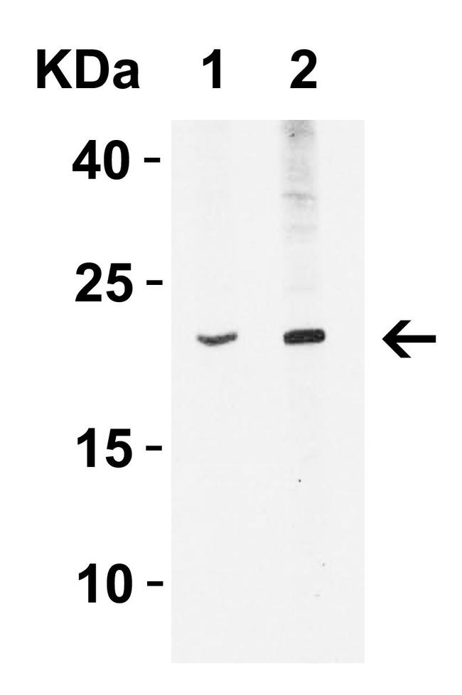 IFN beta Antibody in Western Blot (WB)