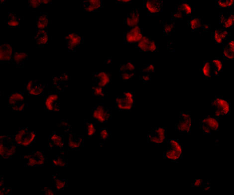 Kinesin 5A Antibody in Immunocytochemistry (ICC/IF)