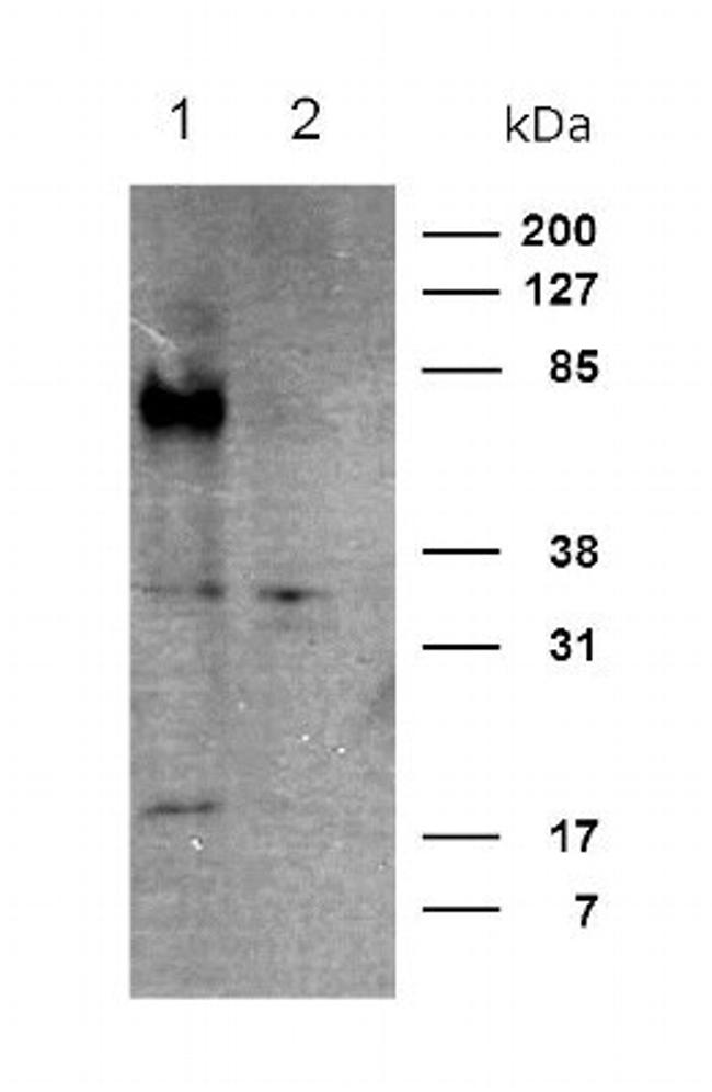 CRTH2 Antibody in Western Blot (WB)